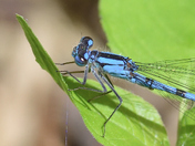 Freshly new 2026 Damselfly !