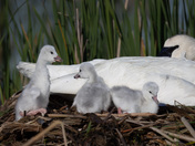 First Steps in the Marsh