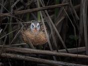 Through the Reeds