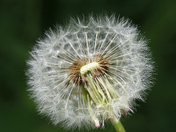 Dandelion Parachutes