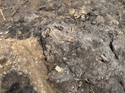 Gold Mining