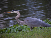 Great Blue Heron
