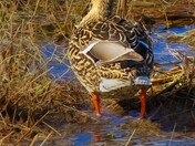 Female Mallard