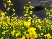 Dark canola