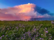 Wild Sky and Flowers