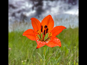 Tiger Lily