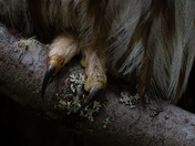 Talons After The Hunt