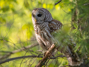 Barred Owl 