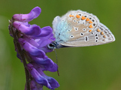 The Eastern Tailed-Blue Butterfly collecting nectar on Tufted vetch 