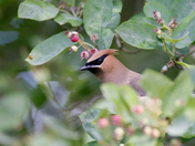 Cedar waxwings return 