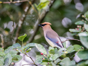 Cedar Wax-wings return 