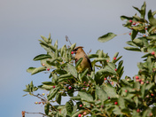 Cedar Wax-wings returns