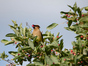 Cedar Wax-wing