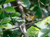 Common Yellow Throat Warbler