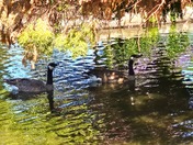 Canada geese at Beacon Hill Park