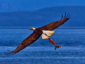 Tail In Tow