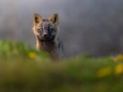 Cross fox