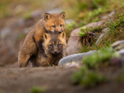 Leapfrog