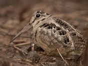 Woodcock