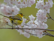 cape may warbler and cherry blossom