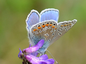 The Eastern Tailed-Blue Butterfly  - another view
