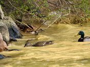 Striking Mallard Couple