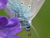 In this image we can clearly see the coiled proboscis of this butterfly, very difficult to photograph, even in this image there is a slight blur of the proboscis even at 1/1000 sec.