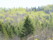 Colour tones of early spring
