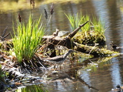 Solitary sandpiper