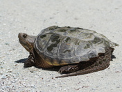 Alligator snaping turtle
