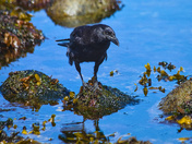 "Black Forager at Low Tide"