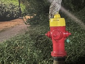 Urban Owl