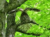 Barred Owl 