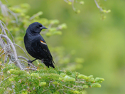 Red-winged Blackbird in Tree