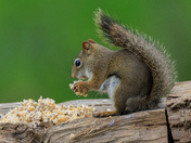 Eastern Grey Squirrel with Suet