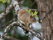 Eastern Grey Squirrel in Tree