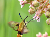 The hummingbird hawk-moth is a butterfly 