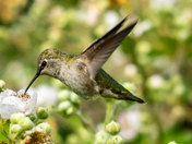 Annas pollinating 