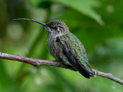 Annas lapping up the pollen