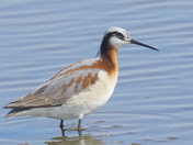 Wilson's Phalarope