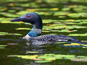 Lily Loon