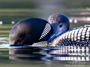 Loon Love 