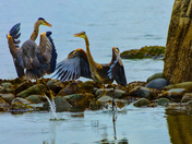 Dalliance In A Tidal Pool