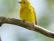 Yellow warbler 