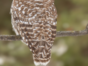 Barred owl 