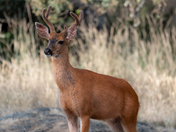 Mule Deer