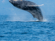 Humpback Breach!