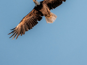 Vancouver Island Bald Eagle