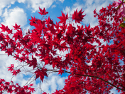 Spring Colours