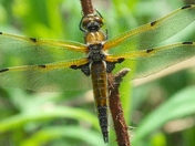 The open wings of this dragonfly